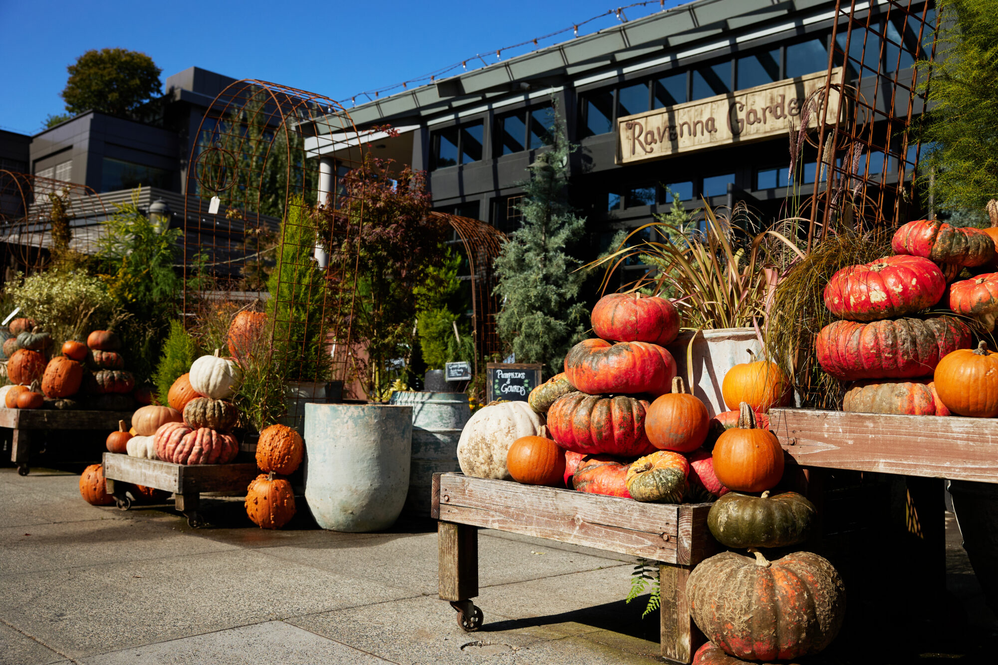 ravenna pumpkins (5)
